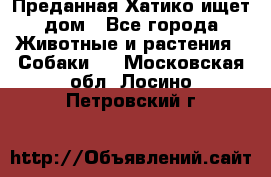 Преданная Хатико ищет дом - Все города Животные и растения » Собаки   . Московская обл.,Лосино-Петровский г.